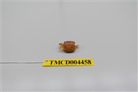 藏品(絨毛近方蟹)的圖片